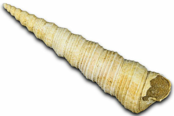 Miocene Fossil Sea Snail (Protoma) Shell - France #365554